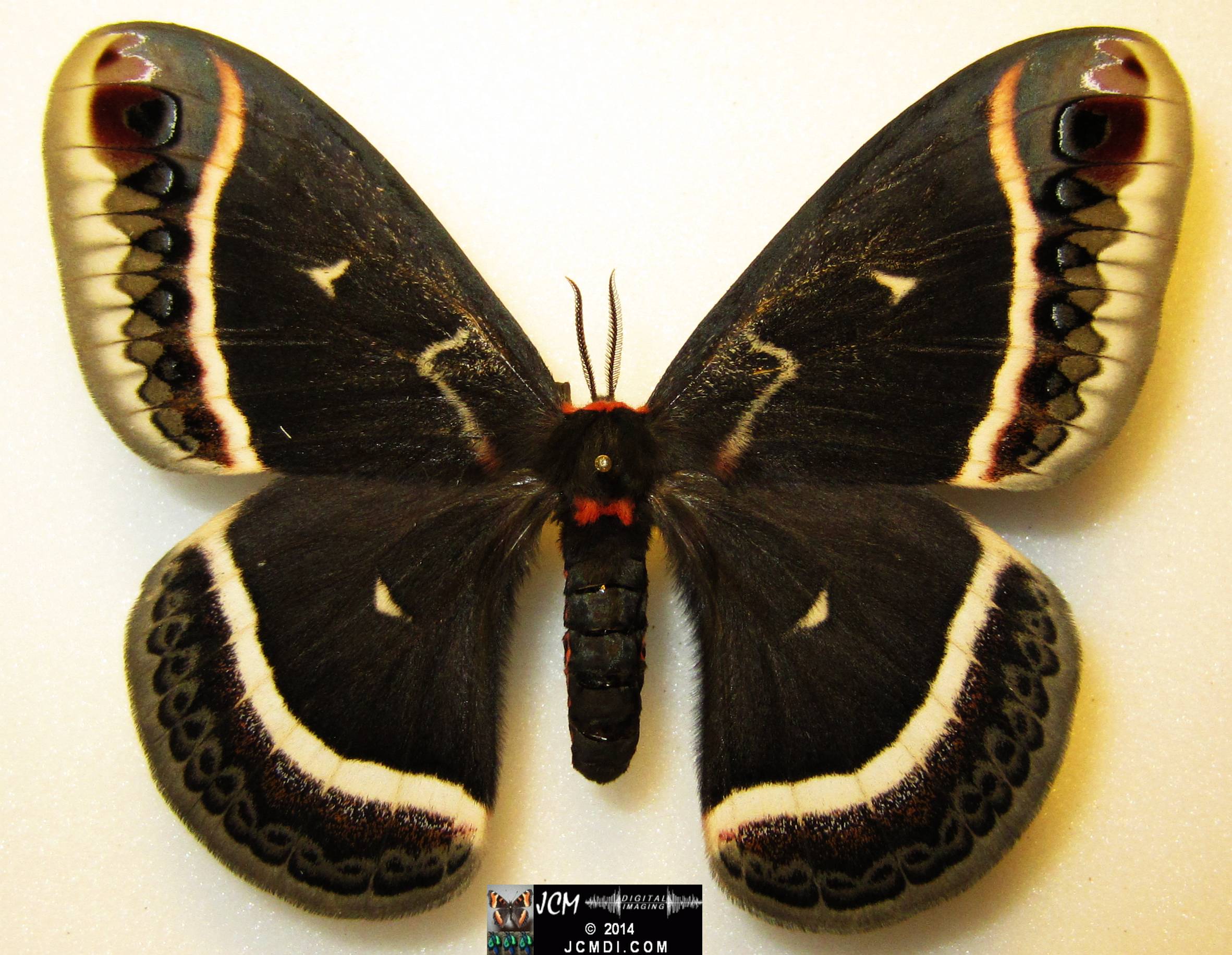 Eupackardia calletta female